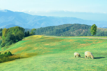Sheeps in a meadow on green grass