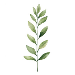 Obraz premium Elegant green leaf branch perfect for nature-themed designs, botanical prints, or eco-friendly projects, isolated on a clean white background for versatile use.