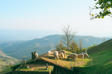 Sheeps in a meadow on green grass