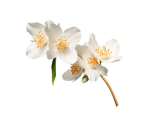 A branch of blooming jasmine (Philadelphus coronarius) isolated on a white background. Element for creating designs, cards, patterns, floral arrangements, frames, wedding cards and invitations.