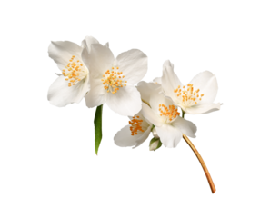 A branch of blooming jasmine (Philadelphus coronarius) isolated on a white background. Element for creating designs, cards, patterns, floral arrangements, frames, wedding cards and invitations.