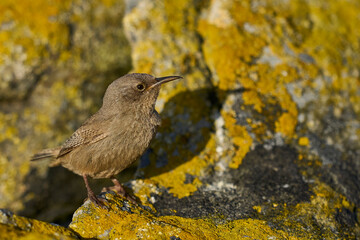Cobb's Wren (Troglodytes cobbi) foraging for food on Carcass Island in the Falkland Islands.