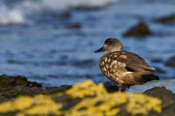 Crested Duck (Lophonetta specularioides specularioides) on the coast of Carcass Island in the...