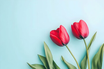 Fototapeta premium Two vibrant red tulips against a light blue background