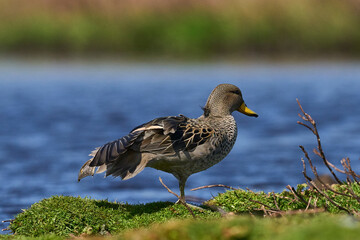 Speckled Teal (Anas flavirostris) on a pond on Carcass Island in the Falkland Islands