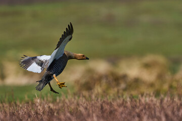 Upland Geese (Chloephaga picta leucoptera) in flight over Carcass Island in the Falkland Islands
