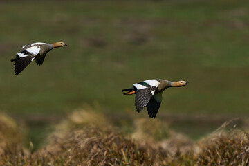 Upland Geese (Chloephaga picta leucoptera) in flight over Carcass Island in the Falkland Islands