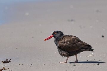 Blackish Oystercatcher (Haematopus ater) foraging for food on the rocky shore of Carcass Island in...