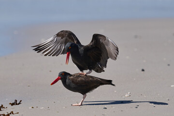 Blackish Oystercatchers (Haematopus ater) mating on a sandy beach on the coast of Carcass Island in...
