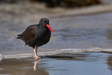Blackish Oystercatcher (Haematopus ater) foraging for food on the rocky shore of Carcass Island in...