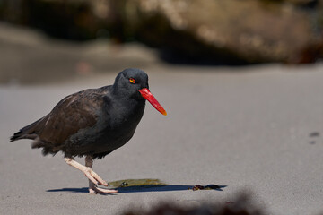 Blackish Oystercatcher (Haematopus ater) foraging for food on the rocky shore of Carcass Island in the Falkland Islands.