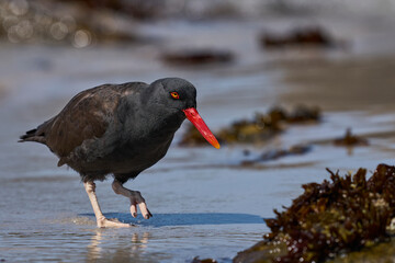 Blackish Oystercatcher (Haematopus ater) foraging for food on the rocky shore of Carcass Island in the Falkland Islands.