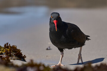 Blackish Oystercatcher (Haematopus ater) foraging for food on the rocky shore of Carcass Island in...
