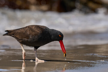 Blackish Oystercatcher (Haematopus ater) eating limpets on the rocky shore of Carcass Island in the Falkland Islands.