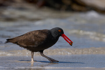 Blackish Oystercatcher (Haematopus ater) eating limpets on the rocky shore of Carcass Island in the...