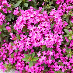 Phlox subulate. Beautiful pink plant with dense flowering. Carpet flowers.