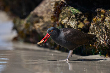 Blackish Oystercatcher (Haematopus ater) eating limpets on the rocky shore of Carcass Island in the...