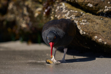 Blackish Oystercatcher (Haematopus ater) eating limpets on the rocky shore of Carcass Island in the Falkland Islands.