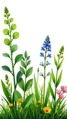 Assortment of various small plants and grass isolated on white background, herb, plant