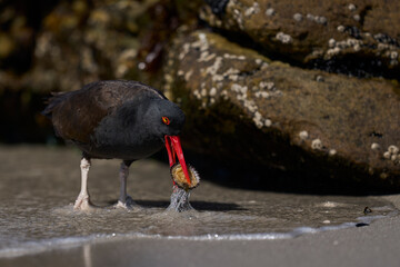 Blackish Oystercatcher (Haematopus ater) eating limpets on the rocky shore of Carcass Island in the...