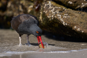 Blackish Oystercatcher (Haematopus ater) eating limpets on the rocky shore of Carcass Island in the...