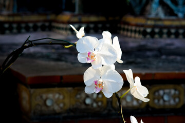 Moth orchid in the garden of Grand Palace Bangkok Thailand.