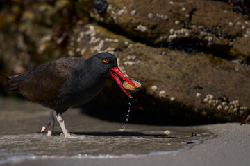 Blackish Oystercatcher (Haematopus ater) eating limpets on the rocky shore of Carcass Island in the...