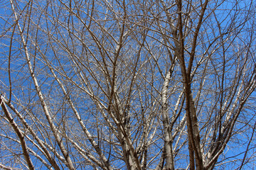 Leafless tree branches and twigs against the blue sky in a sunny day. Bare trees in natural forest background.	