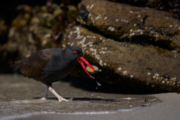 Blackish Oystercatcher (Haematopus ater) eating limpets on the rocky shore of Carcass Island in the Falkland Islands.