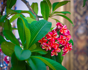Pink plumeria or frangipani in the garden of Grand Palace Bangkok Thailand.
