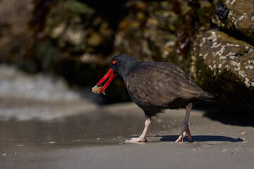 Blackish Oystercatcher (Haematopus ater) eating limpets on the rocky shore of Carcass Island in the Falkland Islands.