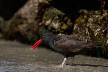 Blackish Oystercatcher (Haematopus ater) foraging for food on the rocky shore of Carcass Island in the Falkland Islands.