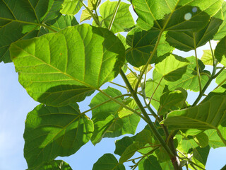 Natura