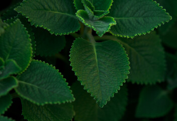 Mint in the garden of Grand Palace Bangkok Thailand.