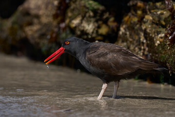 Blackish Oystercatcher (Haematopus ater) eating limpets on the rocky shore of Carcass Island in the...