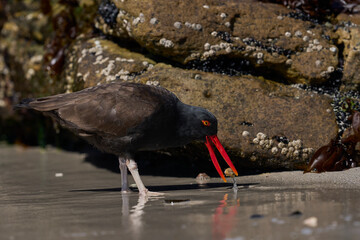 Blackish Oystercatcher (Haematopus ater) eating limpets on the rocky shore of Carcass Island in the Falkland Islands.