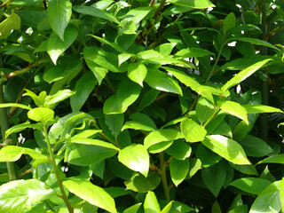Natura