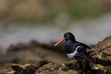 Magellanic Oystercatcher (Haematopus leucopodus) foraging on the coast of Carcass Island on the Falkland Islands.
