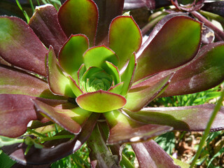 Natura