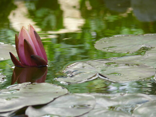 Natura