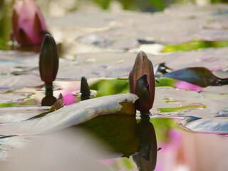Natura