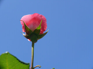 Natura