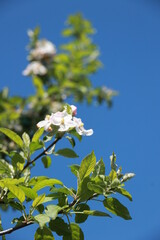 A tree with pink flowers is in front of a blue sky