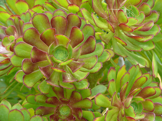 Natura