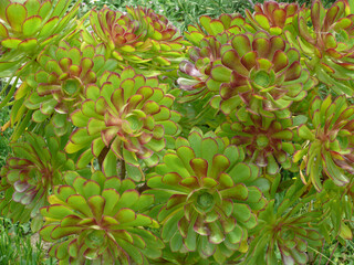 Natura