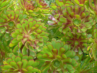 Natura
