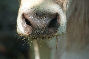 A cow's nose is covered in mud and dirt