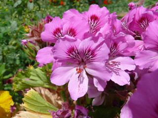 Natura