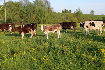 Fototapeta premium A herd of cows of various colors grazes in a green pasture among yellow flowers. Trees and a blue sky are visible on the horizon.