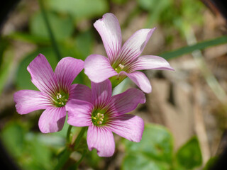Natura